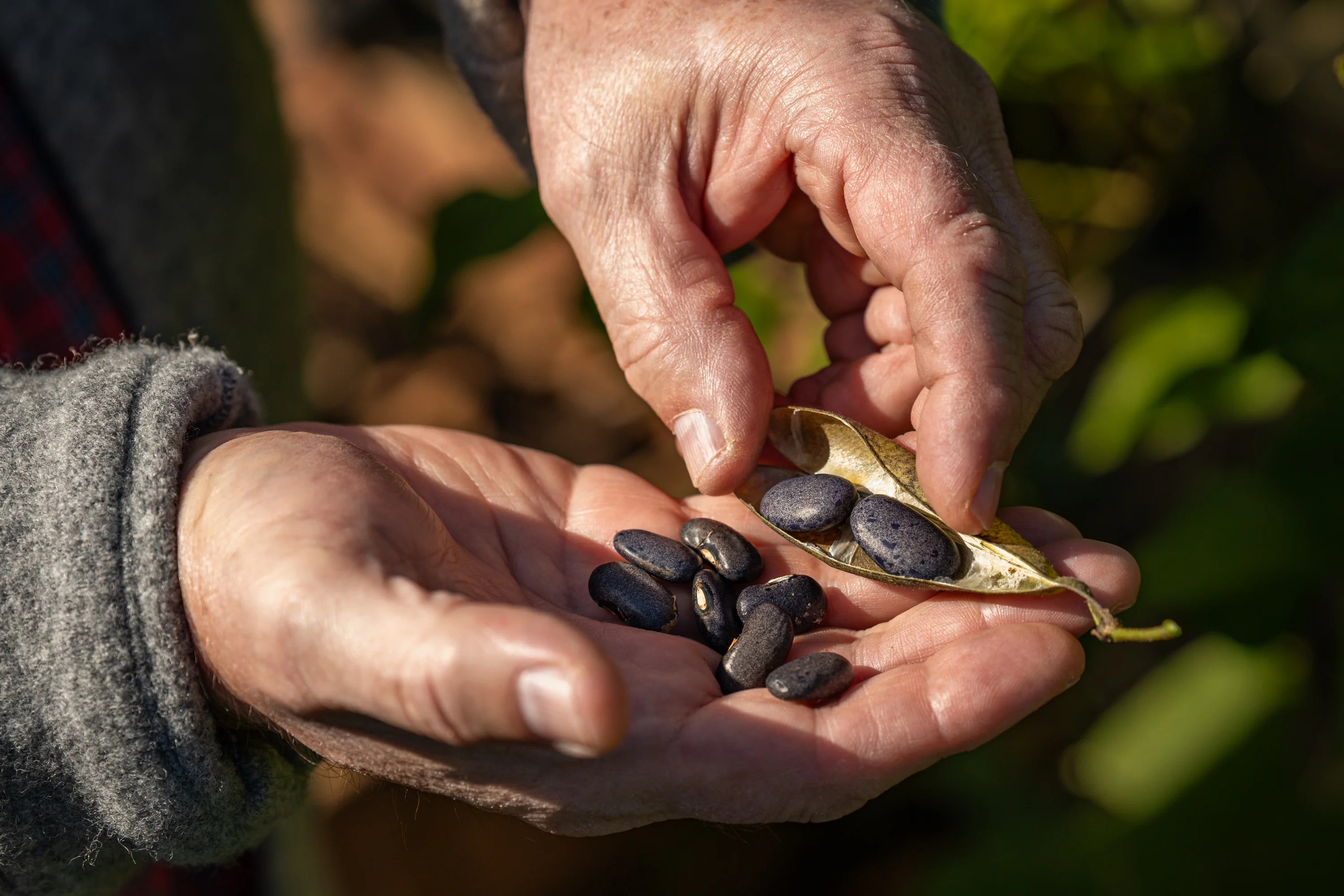 Heirloom Beans, Timeless Flavor